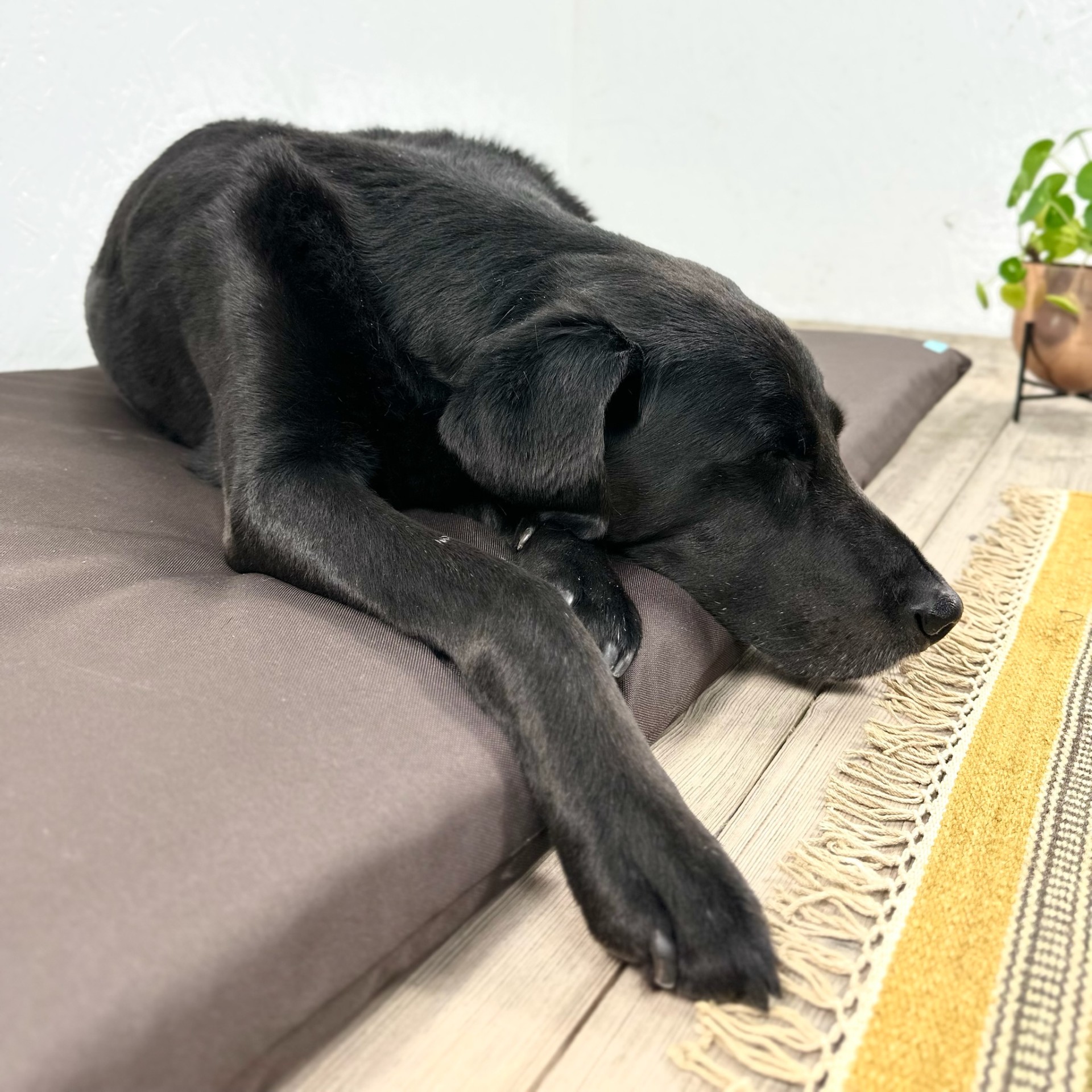 Brown Dog Bed For Cage & Crates Waterproof Hygienic Bedding Mat